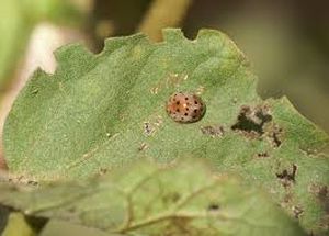 uploads/images/pest/brinjal spotted beetle.jpg